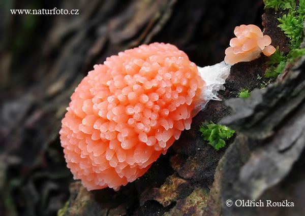 Tubifera ferruginosa